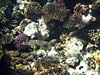 Kuglefisk bliver rengjort ved Mashraba reef