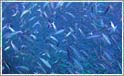 Stimer af fisk i Seychellerne