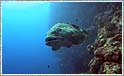 Grouper ved Shark el Sheikh