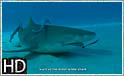 Fantastiske hajer på Bahamas