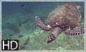 Havskildpadder