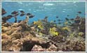 Smukke Marion Reef i Koralhavet