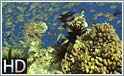 HD: Nordlige Ribbon Reefs og Osprey reef 