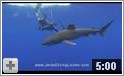 Oceaniske hvidtippede hajer ved Kona