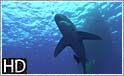 Oceanisk hvidtippet hajer ved Daedalus reef