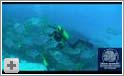 Dykning med Bleu Marine - Seychellerne