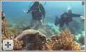 Shark Reef og Jolanda Reef i Ras Mohamed