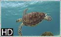 Havskildpadder ved Apo Island