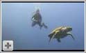 Smuk video af skildpadde ved Farasan Banks