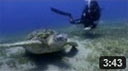 Havskildpadde ved Na'ama bay i Sharm el Sheikh