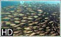 Enorme mængder af fisk i Indonesien