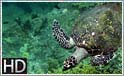 Havskildpadde ved Tokong Laut ved Perhentian Islands