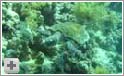Skildpadde ved Woodhouse Reef i Tiranstrædet
