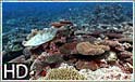 Fantastisk koralrev ved Yap