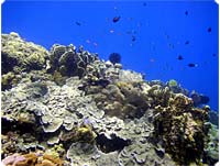 Sundt koralrev ved Sulawesi