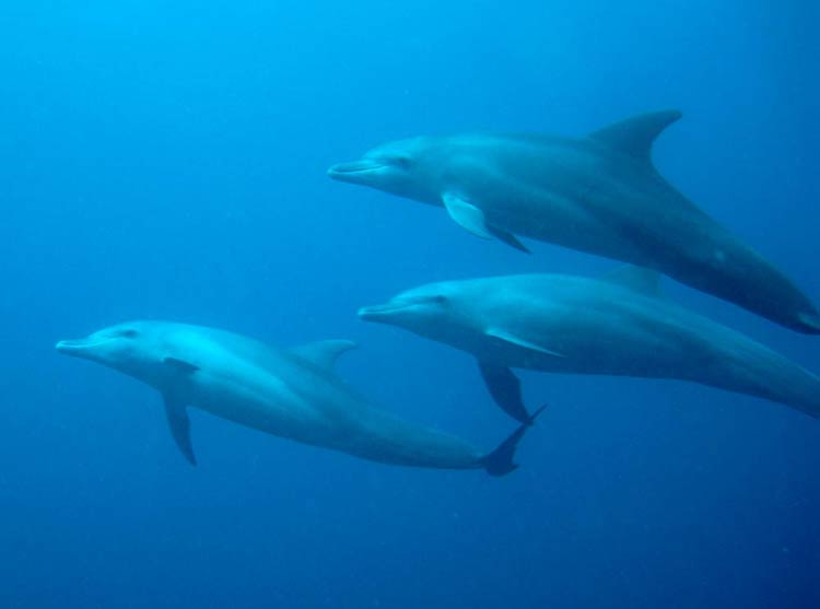 Delfiner ved Mnemba, Zanzibar