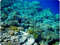 Hvem vil ikke gerne bevare sådanne koralhaver?